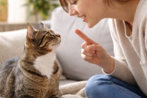Katzen erkennen, wenn ihre Besitzer mit ihnen sprechen – Erkenntnisse aus der Forschung In der Tierarztpraxis in Stuttgart – Dr. Andrianaly
