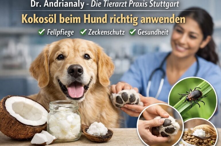 🐾 Dr. Andrianaly – Die Tierarzt Praxis Stuttgart: Kokosöl beim Hund richtig anwenden: Fellpflege, Schutz & Gesundheit Kokosöl ist längst mehr als nur ein Küchenprodukt – auch in der Tiermedizin gewinnt es zunehmend an Bedeutung. Dr. Andrianaly – Die Tierarzt Praxis Stuttgart erklärt, wie Sie Kokosöl beim Hund richtig anwenden, welche Vorteile es bietet und wann Vorsicht geboten ist.