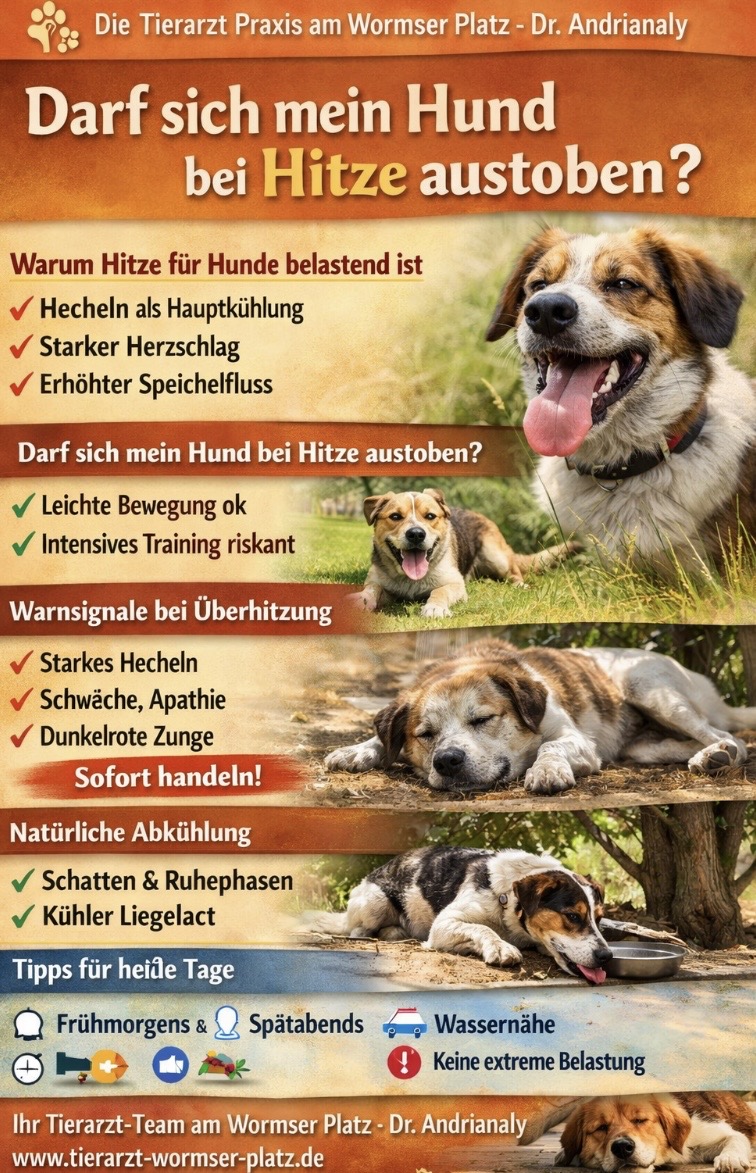 🐶 Darf sich mein Hund bei Hitze austoben? Tipps von der Tierarzt Praxis am Wormser Platz - Dr. Andrianaly Wenn die Temperaturen steigen, stellen sich viele Hundebesitzer dieselbe Frage: Darf mein Hund sich bei Hitze noch austoben – oder ist das gefährlich?