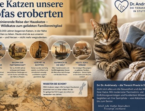 Dr. Andrianaly – die Tierarzt Praxis in Stuttgart: Wie Katzen unsere Sofas eroberten