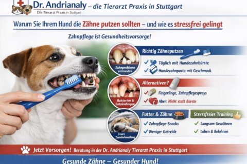 Dr. Andrianaly – die Tierarzt Praxis in Stuttgart Wichtige Vorsorge: Warum Sie Ihrem Hund die Zähne putzen sollten – und wie es stressfrei gelingt Die Zahngesundheit beim Hund wird oft unterschätzt.