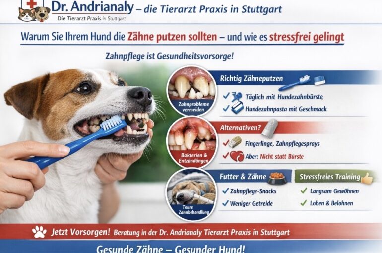 Dr. Andrianaly – die Tierarzt Praxis in Stuttgart Wichtige Vorsorge: Warum Sie Ihrem Hund die Zähne putzen sollten – und wie es stressfrei gelingt Die Zahngesundheit beim Hund wird oft unterschätzt.