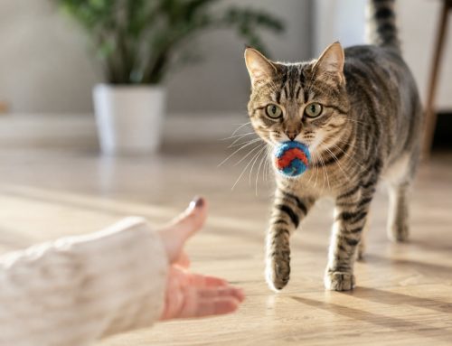 Auch Katzen wollen gerne apportieren