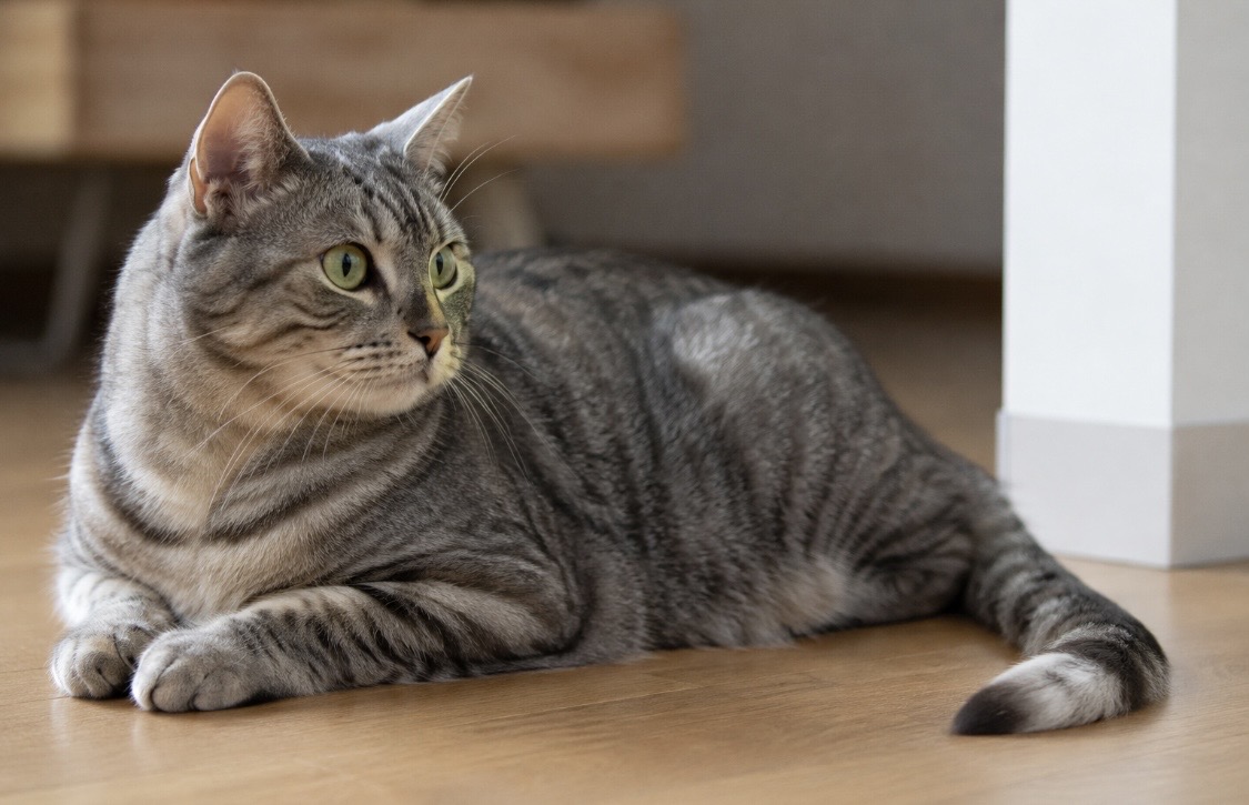 Was bedeutet es, wenn Katzen mit der Schwanzspitze auf den Boden schlagen?
