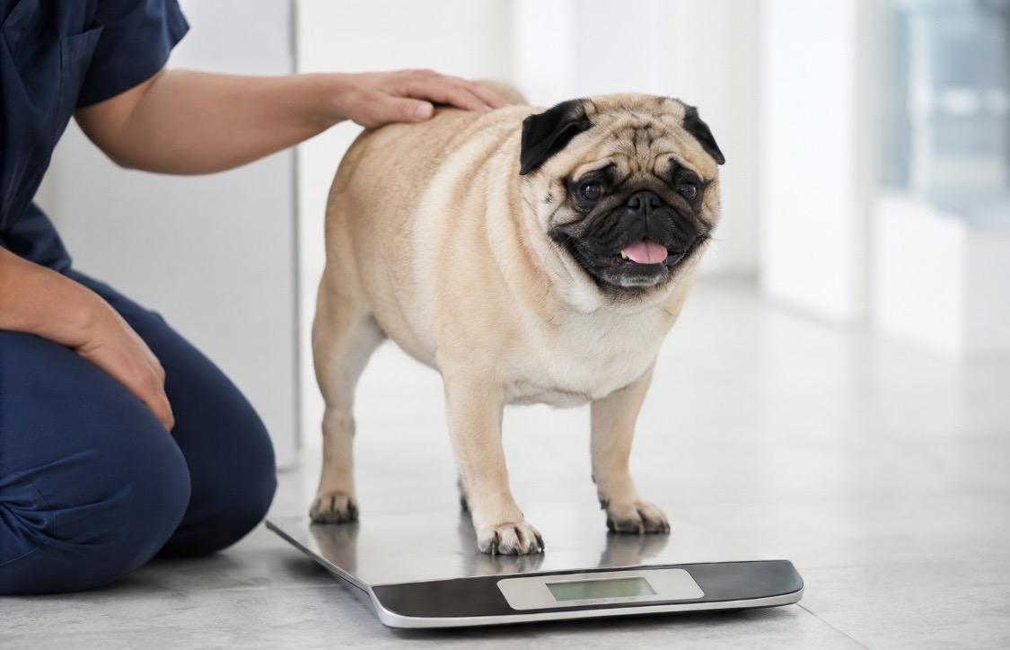 Spezialfutter für übergewichtige Hunde: So erkennen Sie ein gutes Diätfutter Dr. Andrianaly – die Tierarzt Praxis in Stuttgart informiert Übergewicht beim Hund gehört längst zu den häufigsten Gesundheitsproblemen in deutschen Haushalten.