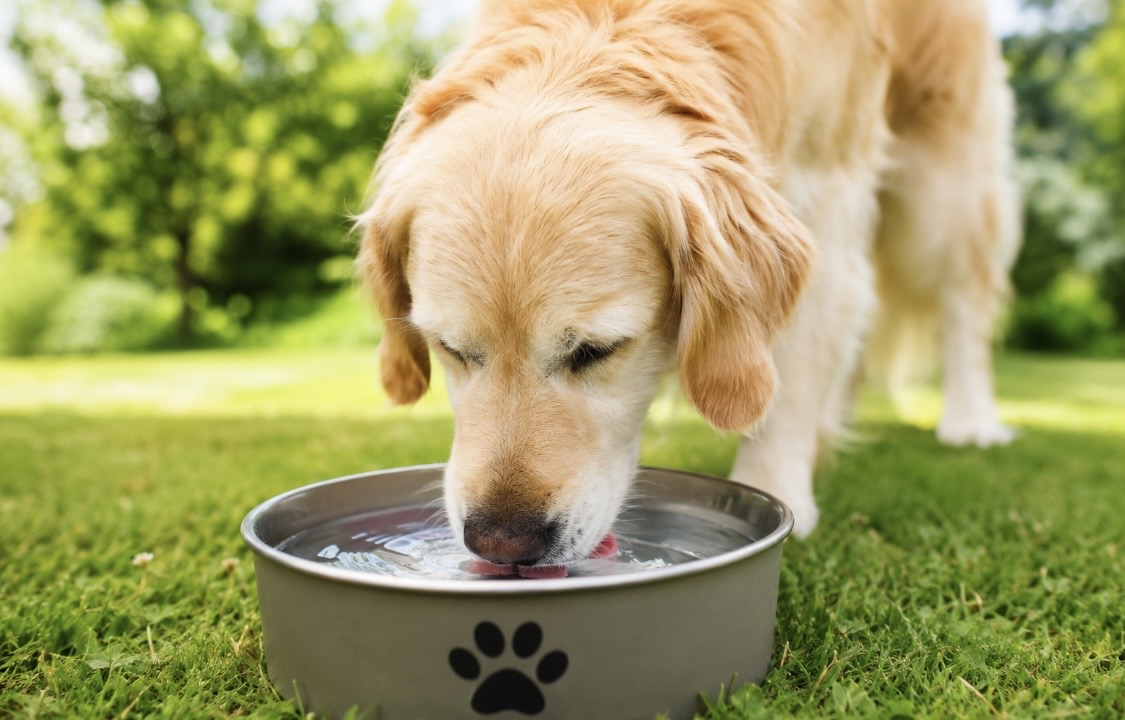 Sommerhitze bei Haustieren: So schützen Sie Hund, Katze & Kleintiere vor Überhitzung Tipps vom Tierarzt Stuttgart – Dr. Andrianaly Sommer und Hitze: Nicht nur Menschen leiden unter hohen Temperaturen