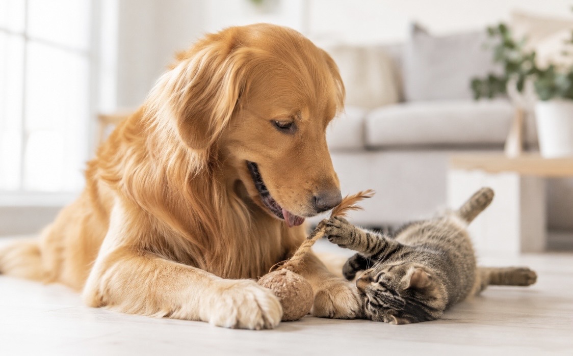 Mehr als nur Spaß: Warum Sie mit Ihrem Haustier spielen und toben sollten Tierarzt Stuttgart - Dr. Andrianaly: Spielen gehört zu den wichtigsten Bestandteilen eines gesunden und glücklichen Haustierlebens.