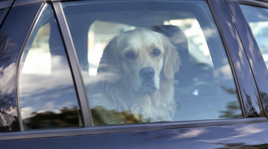Tierarzt Stuttgart – Dr. Andrianaly: Hund bei Hitze im Auto – Darf ich die Autoscheibe einschlagen? Tierarzt Stuttgart – Dr. Andrianaly | Hund bei Hitze im Auto retten Tierarzt Stuttgart - Dr. Andrianaly: Hund bei Hitze im Auto – Darf ich die Autoscheibe einschlagen? Tierarzt Stuttgart - Dr. Andrianaly | Hund bei Hitze im Auto retten