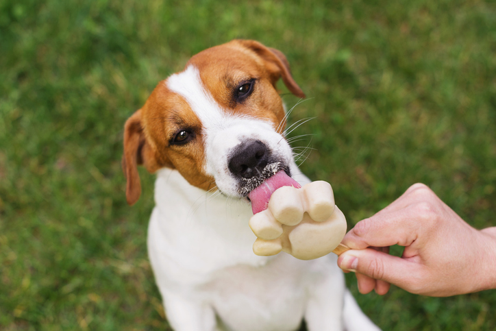 Hunde-Eis selber machen: 4 einfache Rezepte für heiße Sommertage | Tierarzt Stuttgart - Dr. Andrianaly Wenn die Temperaturen steigen, freuen sich nicht nur wir Menschen über eine erfrischende Abkühlung – auch Hunde leiden unter der Sommerhitze.