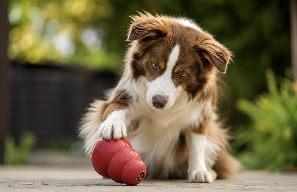 Tierarzt Stuttgart informiert: Hat Ihr Hund eine Lieblingspfote? Neue Studie überrascht Hundefreunde Was die Wissenschaft jetzt herausgefunden hat