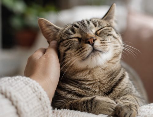 Tierarzt Stuttgart – Dr. Andrianaly: Katzenforschung zeigt, warum das Schnurren Ihrer Katze einzigartig ist