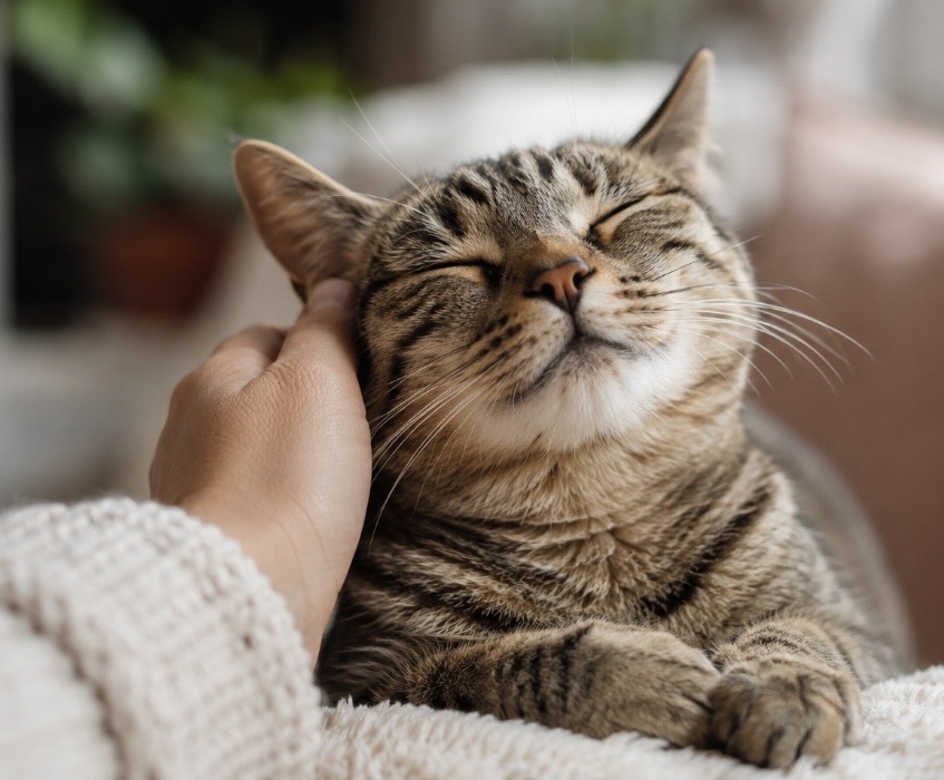 Tierarzt Stuttgart – Dr. Andrianaly: Katzenforschung zeigt, warum das Schnurren Ihrer Katze einzigartig istNeue Katzenforschung zeigt: Das Schnurren jeder Katze ist so individuell wie ein Fingerabdruck. Erfahren Sie mehr bei Tierarzt Stuttgart – Dr. Andrianaly.